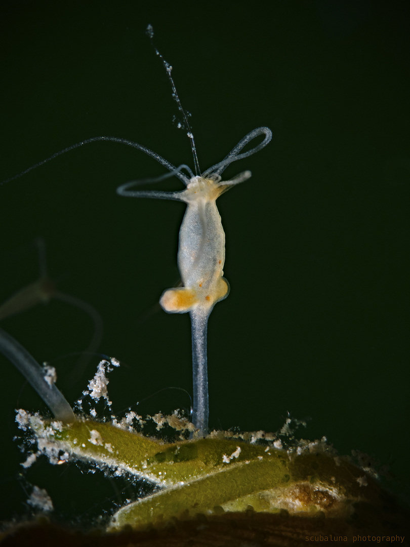 Süsswasser Polyp auf Armleuchteralge