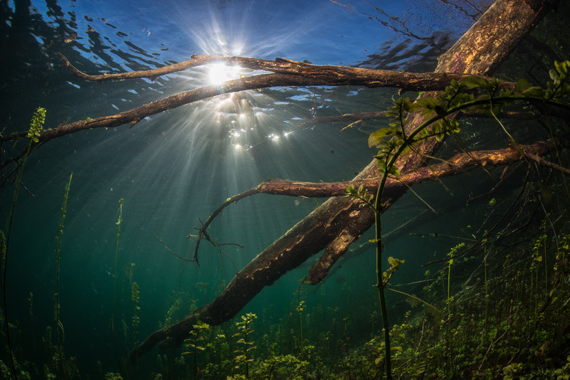 Suesswasser und Gegenlicht...