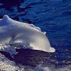 Süsswasserdelphin ;-)
