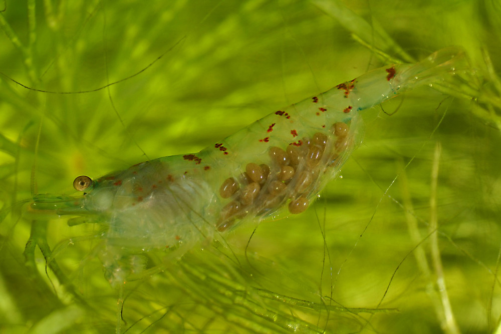 Süsswassergarnele mit Nachwuchs