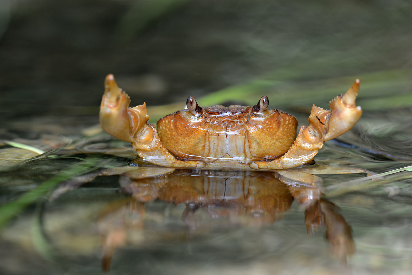 Süßwasserkrabbe (Potamon potamios)