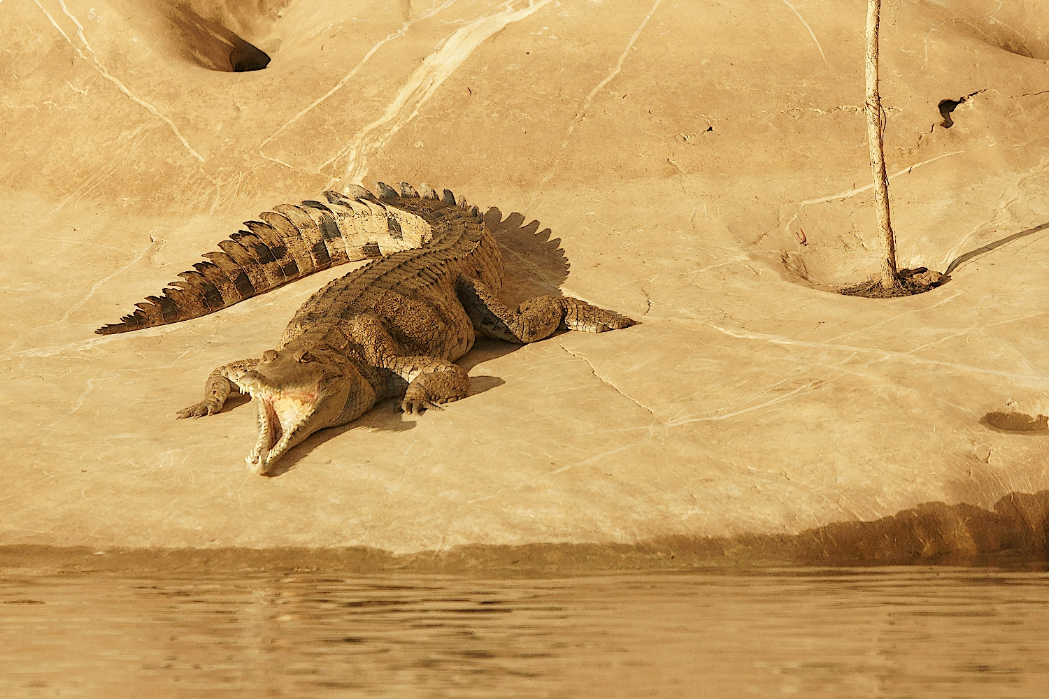 Süßwasserkrokodil  Fitzroy Crossing-Geikie Gorge