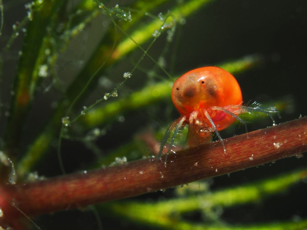 Süßwassermilbe