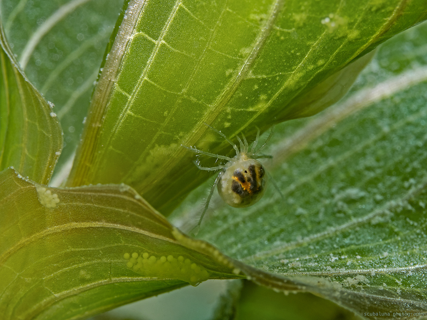 Süsswassermilbe und Eier