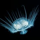 Süßwasserqualle - Meduse - (Craspedacusta sowerbii)