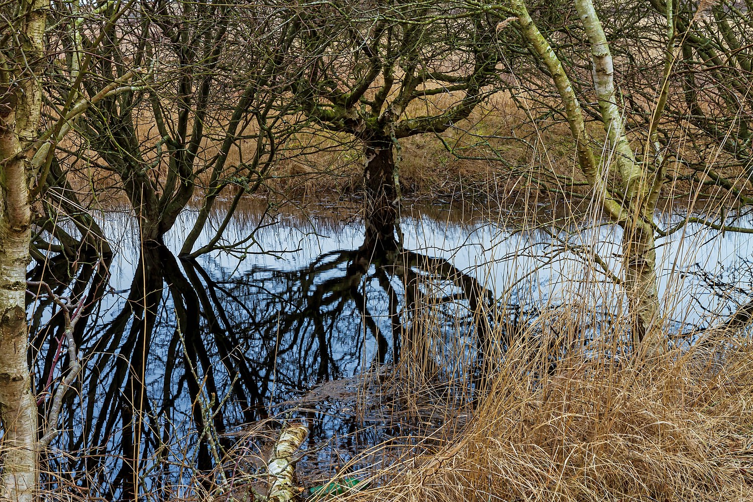 Süßwassertümpel