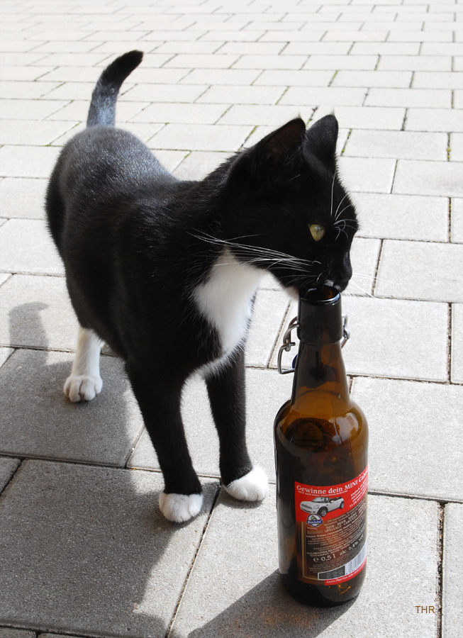 Suffkatze (aber nur Kellerbier!)