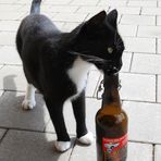 Suffkatze (aber nur Kellerbier!)