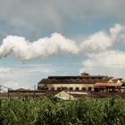 Sugar Cane factory