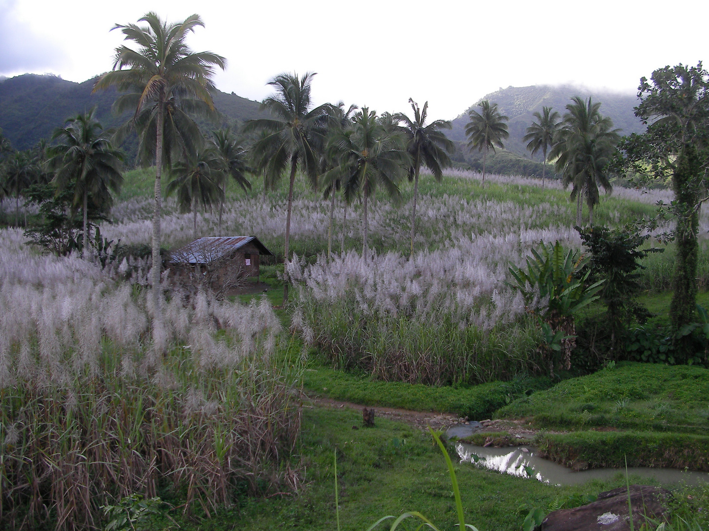 sugar cane field (Zuckerrohr)