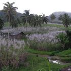 sugar cane field (Zuckerrohr)