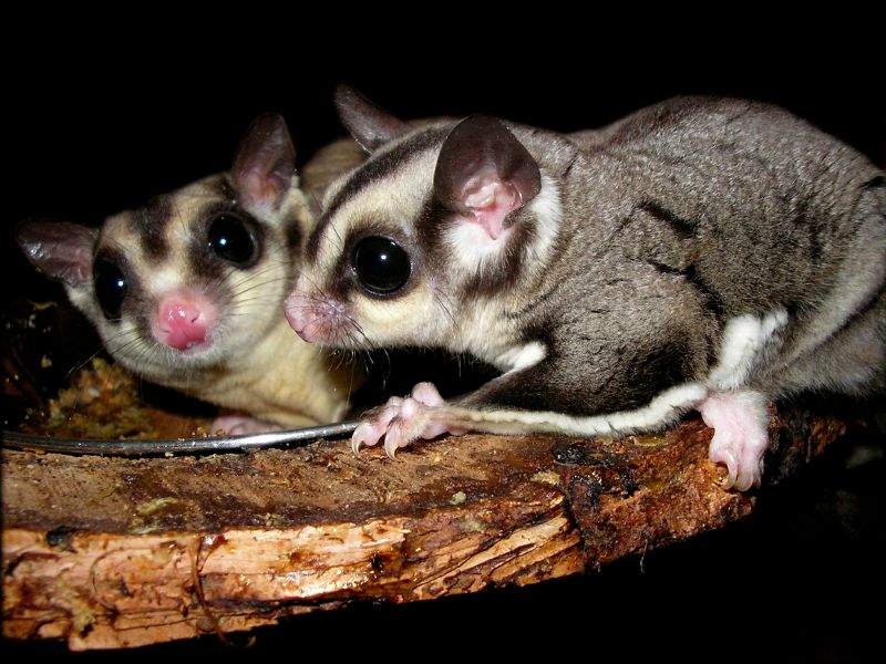 sugar glider