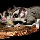 sugar glider