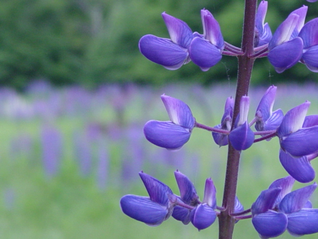 Sugar Hill Lupins