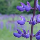 Sugar Hill Lupins