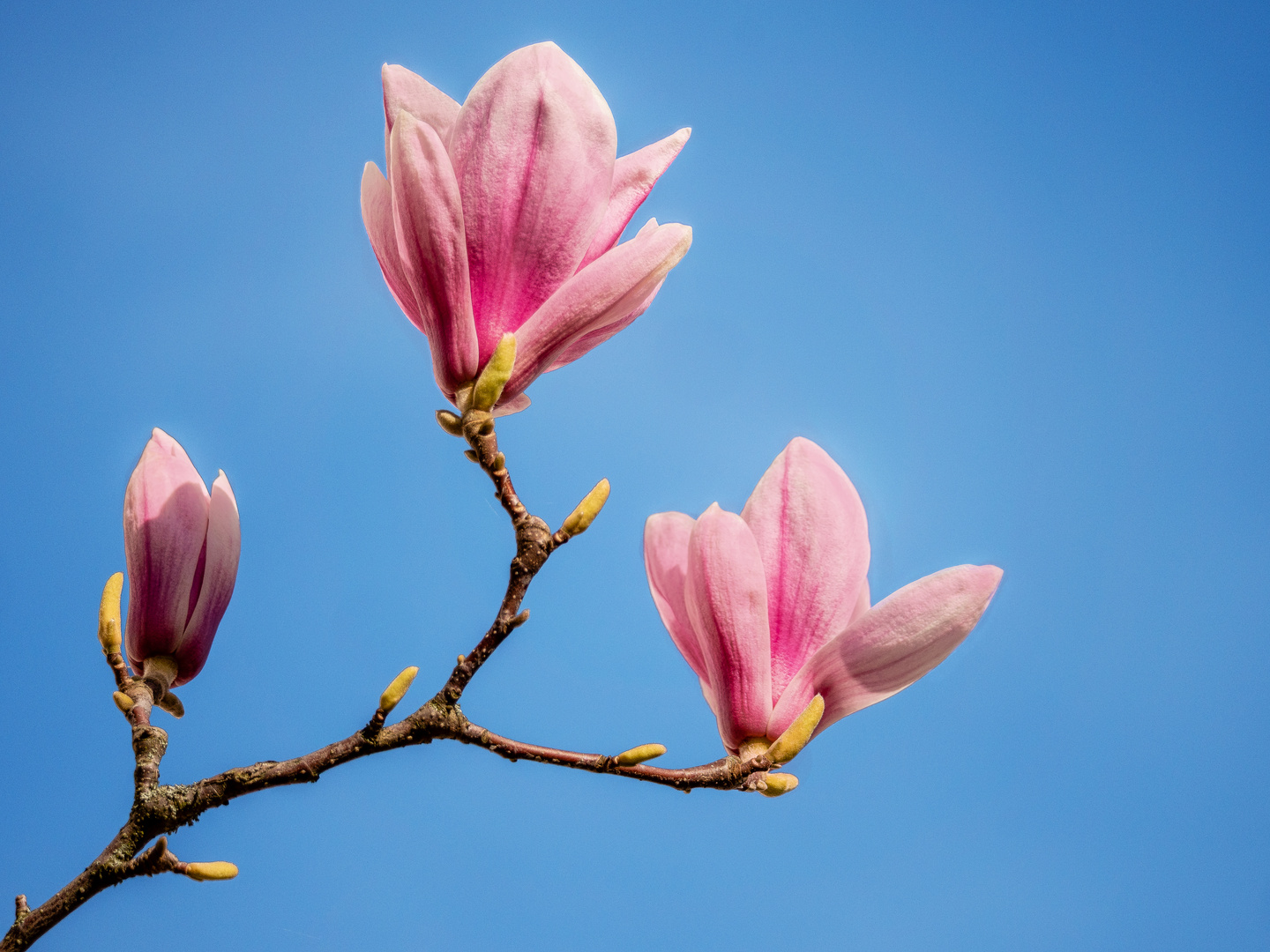 Sugar Magnolia. Foto & Bild spezial, bäume, frühling Bilder auf