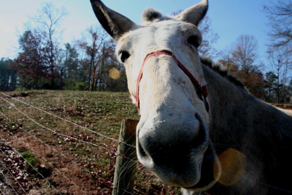 Sugar Pike Mule