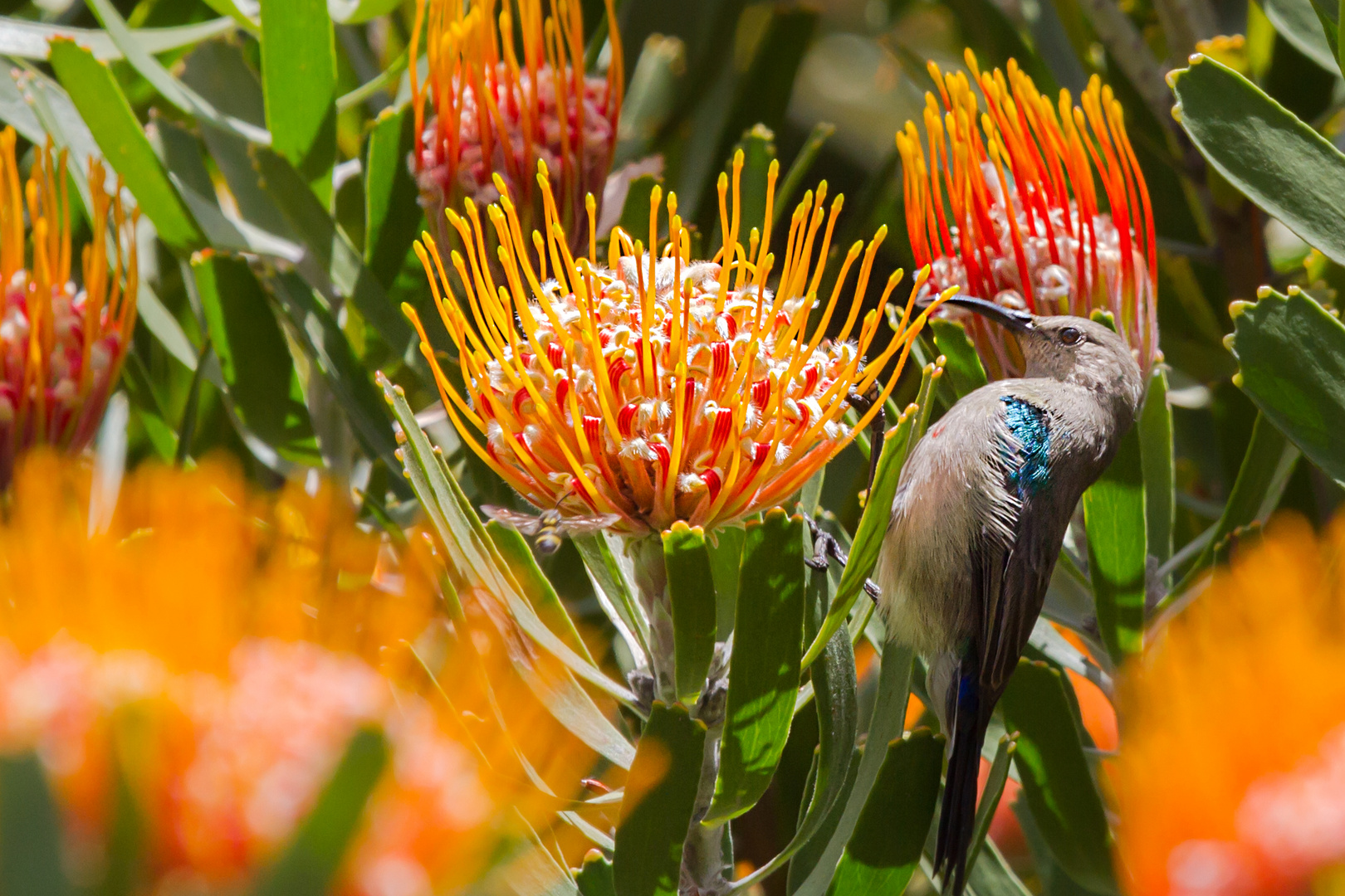 Sugarbird auf einer Pincushion-Protea im Botanischen Garten Kirstenbosch