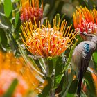 Sugarbird auf einer Pincushion-Protea im Botanischen Garten Kirstenbosch