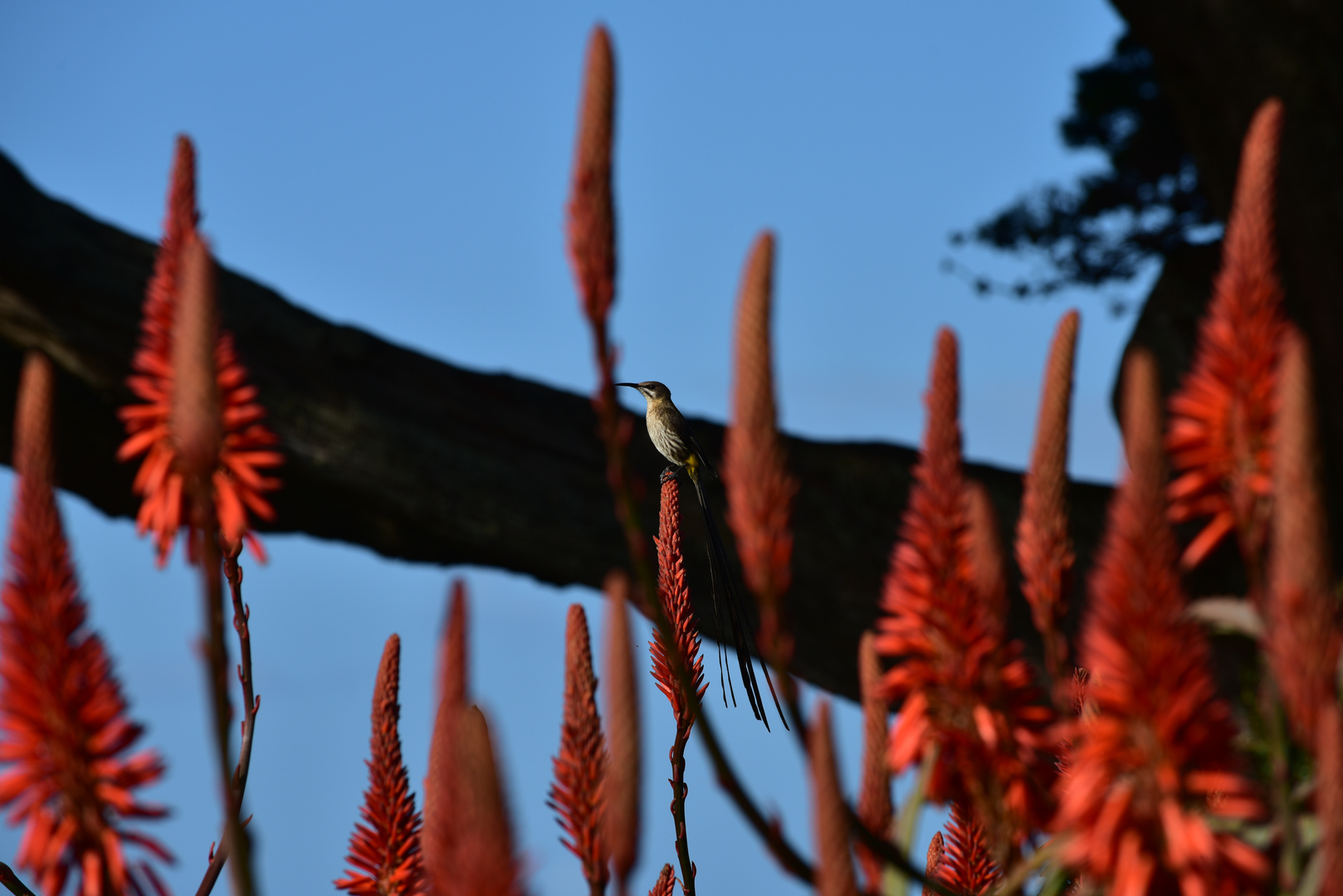 sugarbird           DSC_5035