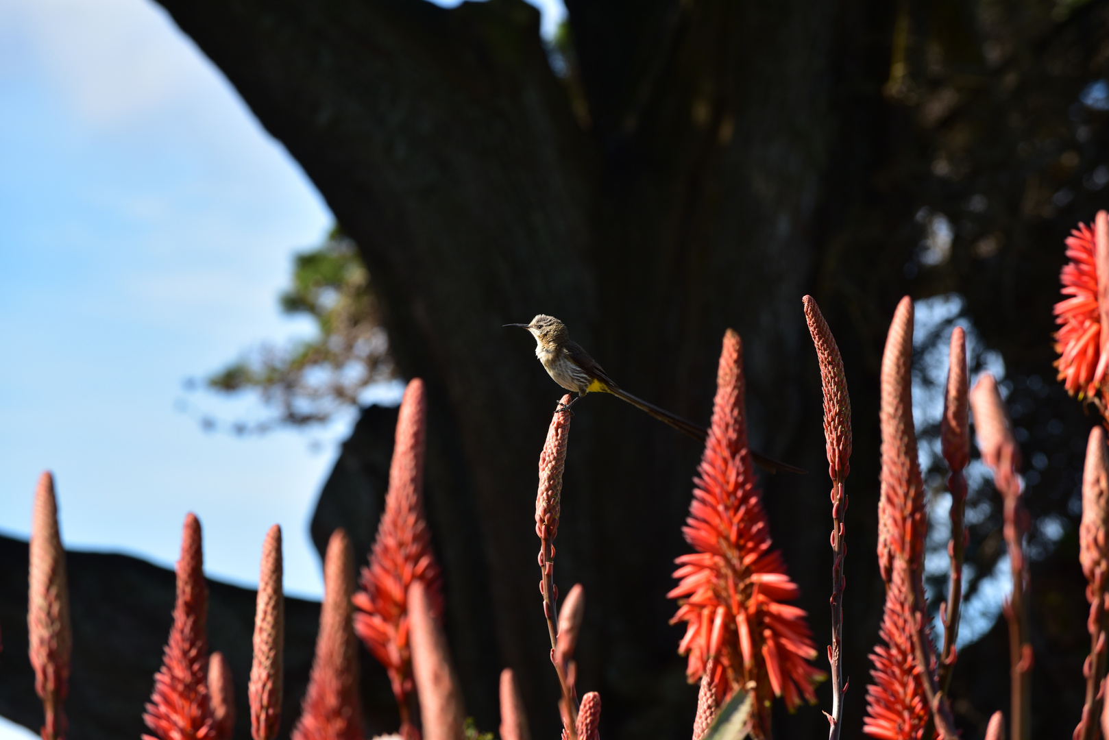 Sugarbird........DSC_4671