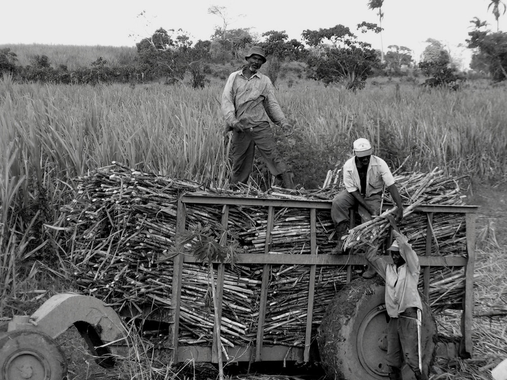 sugarcane