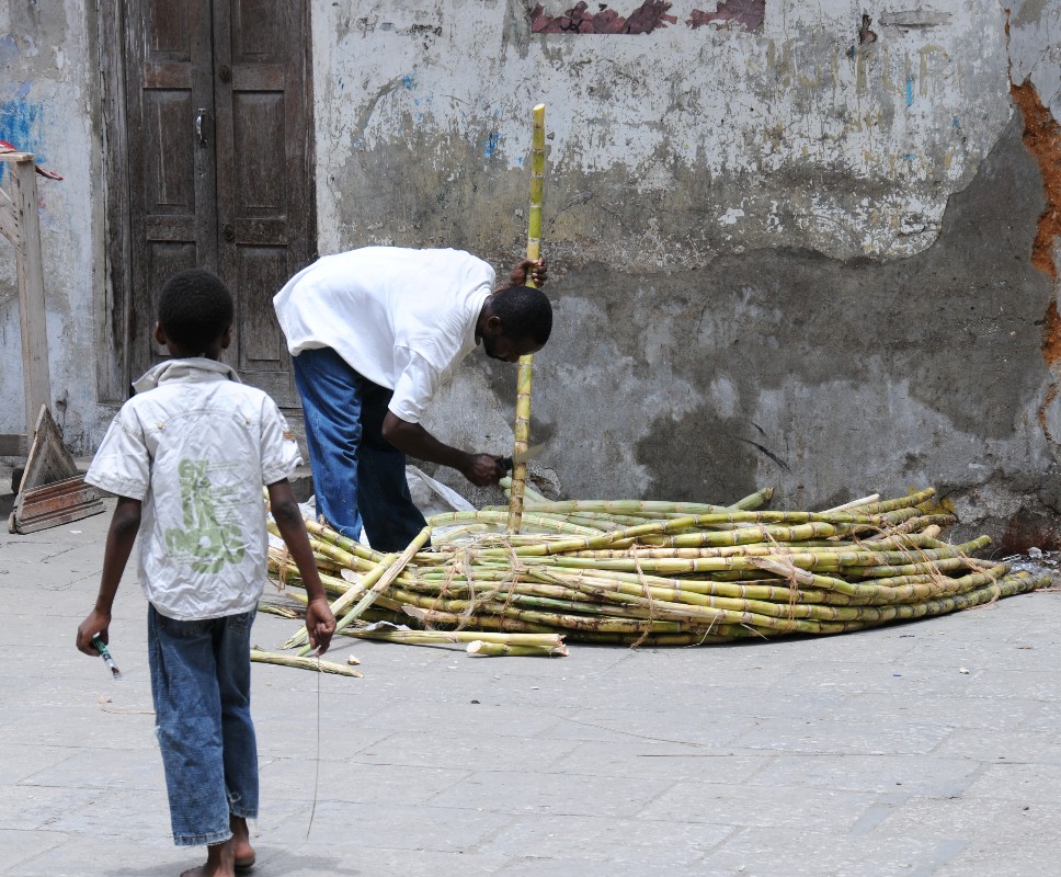 Sugarcane