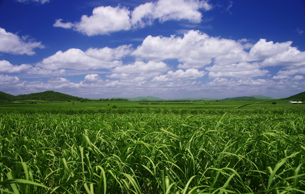 Sugarcane fields in Queensland (Australia)