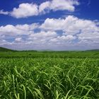 Sugarcane fields in Queensland (Australia)