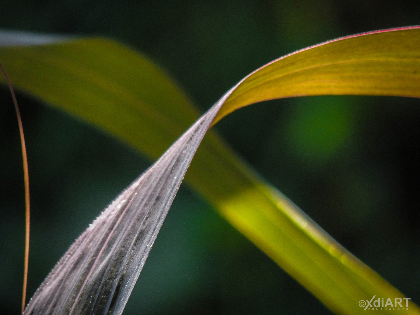 Sugarcane Leaf