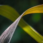 Sugarcane Leaf