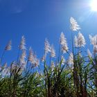 Sugarcane Sunshine