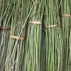 Sugarcane - Zuckerrohr