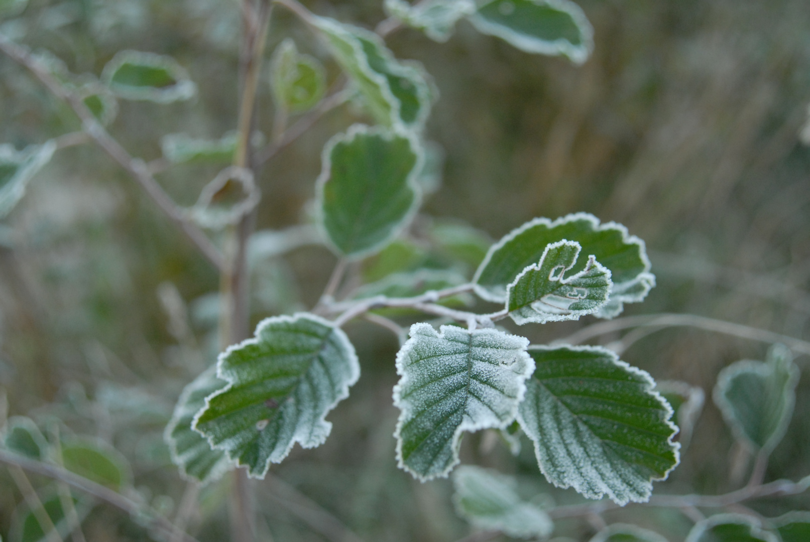 Sugary plant