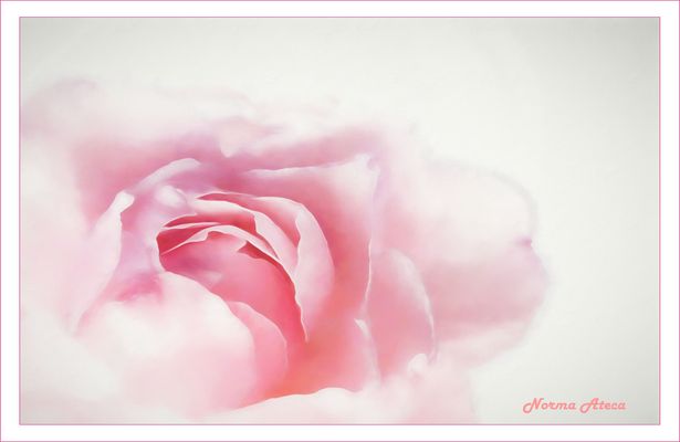 Sugerencia einer rose.