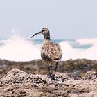 sugli scogli, guardando il mar ...