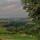 Sui colli senesi