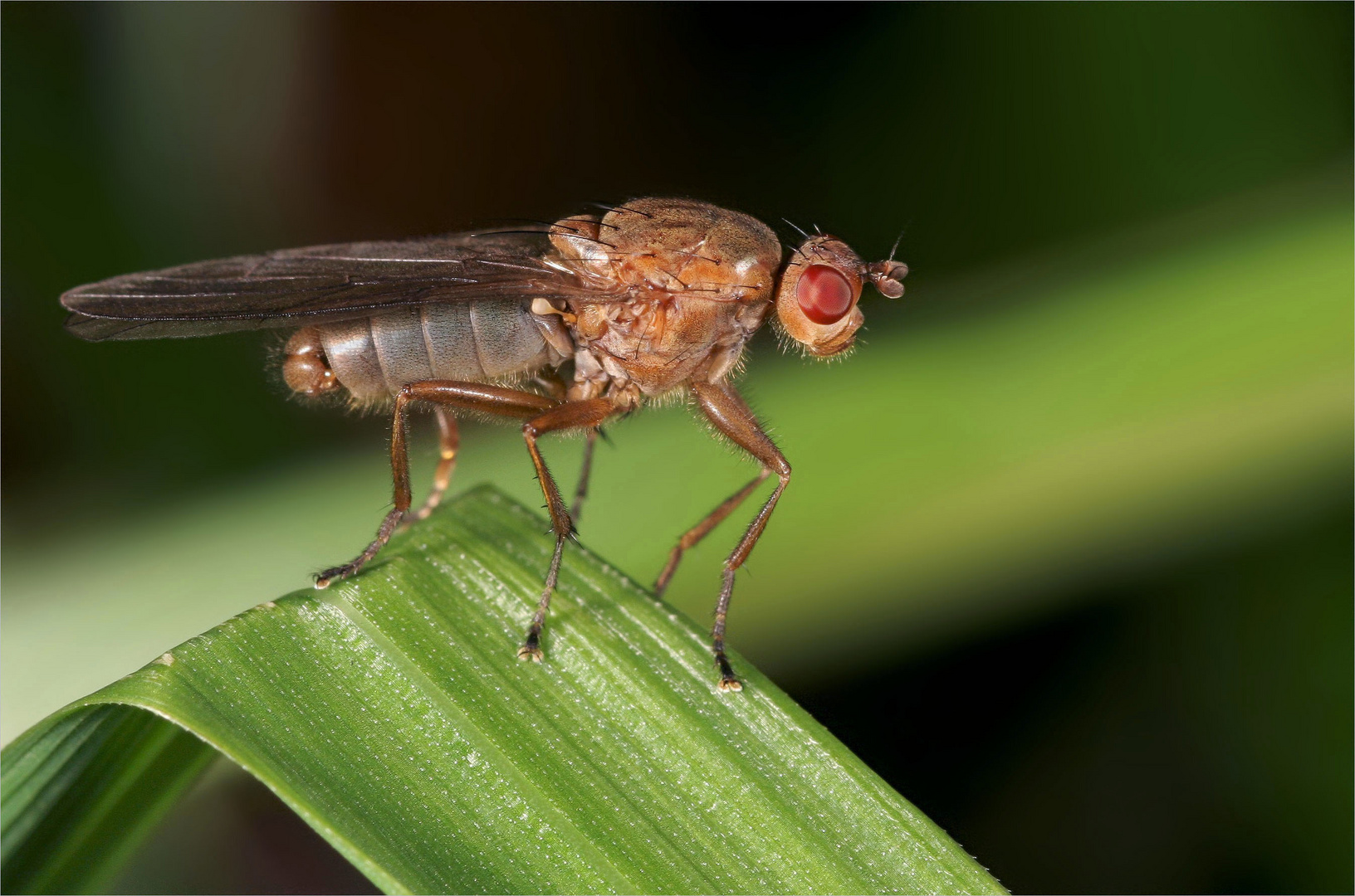 Suillia affinis. Zweiflügler. Die Beleuchtung: eingebauter Blitz und zwei Reflektoren.