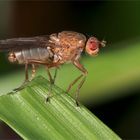 Suillia affinis. Zweiflügler. Die Beleuchtung: eingebauter Blitz und zwei Reflektoren.