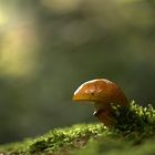 Suillus grevillei