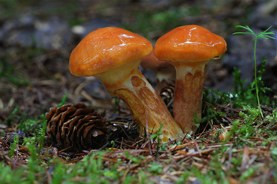 Suillus grevillei...