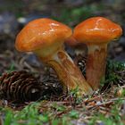 Suillus grevillei...