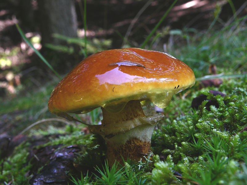 Suillus grevillei