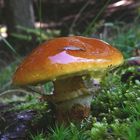 Suillus grevillei