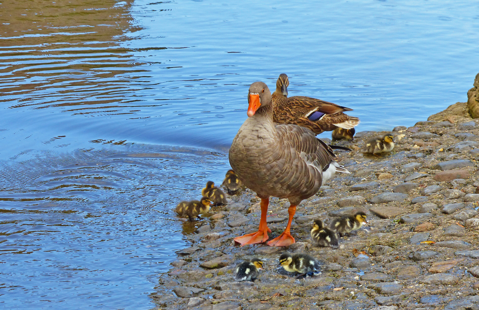 Suir Enten