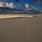 suite de la promenade dans les dunes...