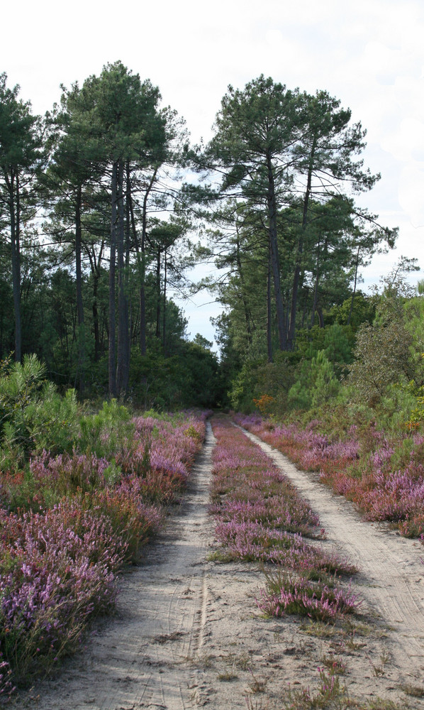 Suivez la bruyère