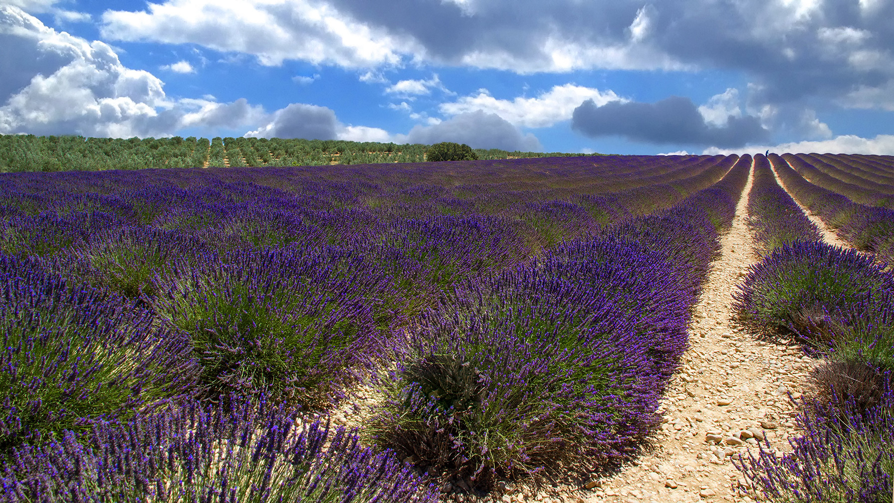 Suivez le chemin bleu des lavandes