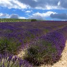 Suivez le chemin bleu des lavandes