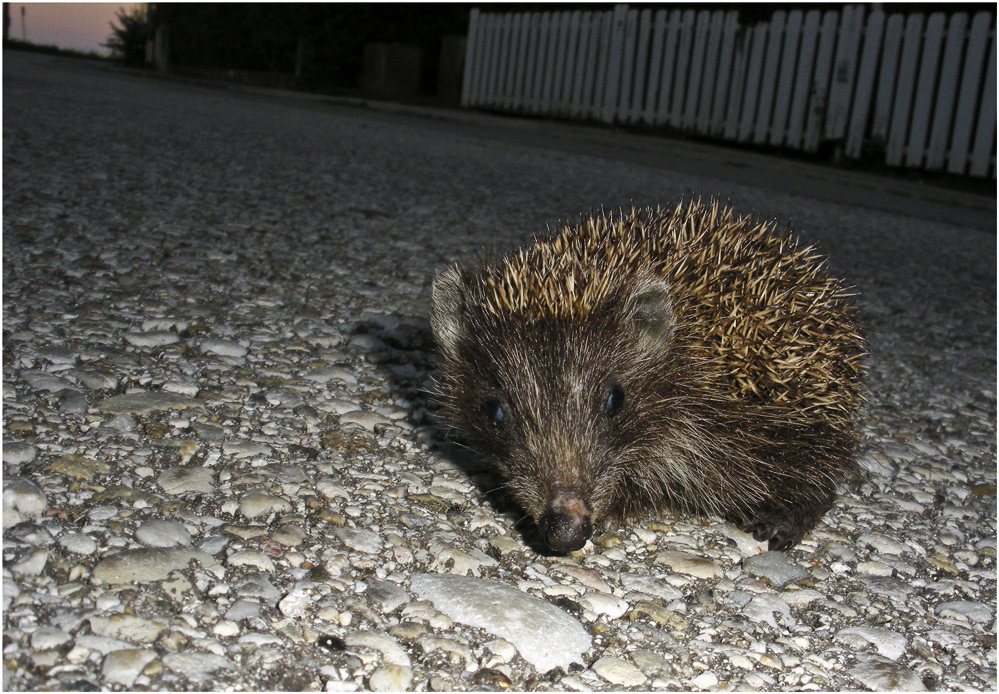 suizidgefährdeter Jung-Igel